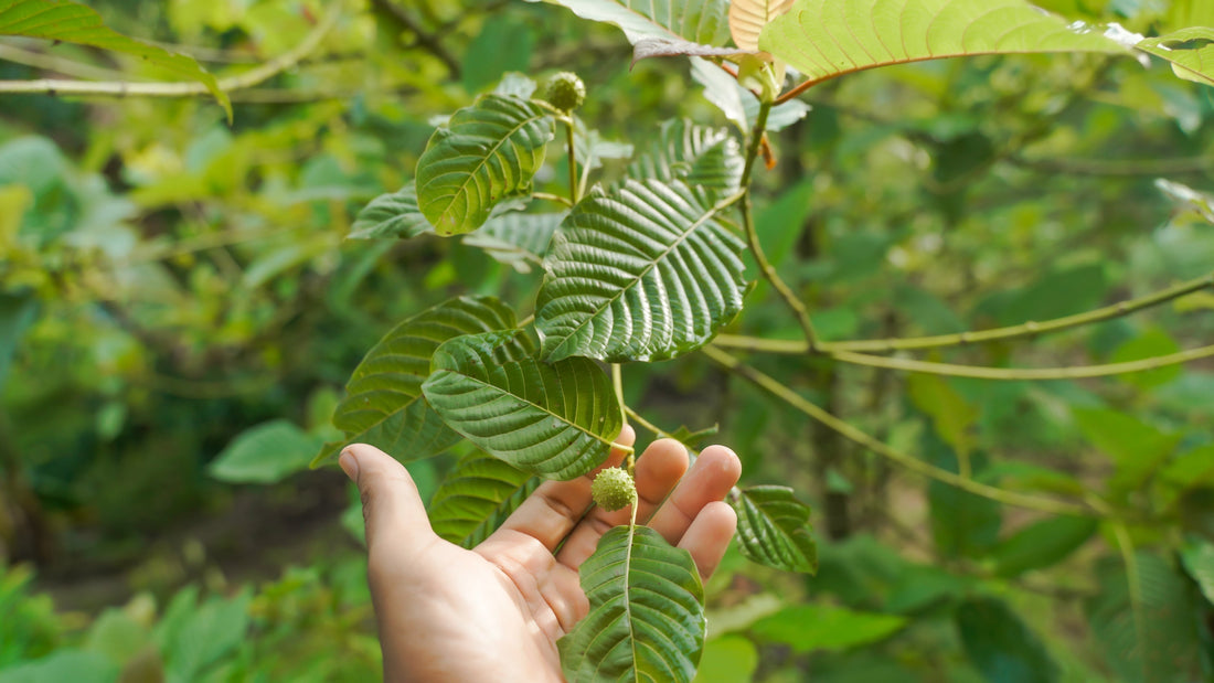 Hand holding a kratom tree branch with vibrant green leaves and flower buds in a sunlit Tropical Hill Botanicals forest.