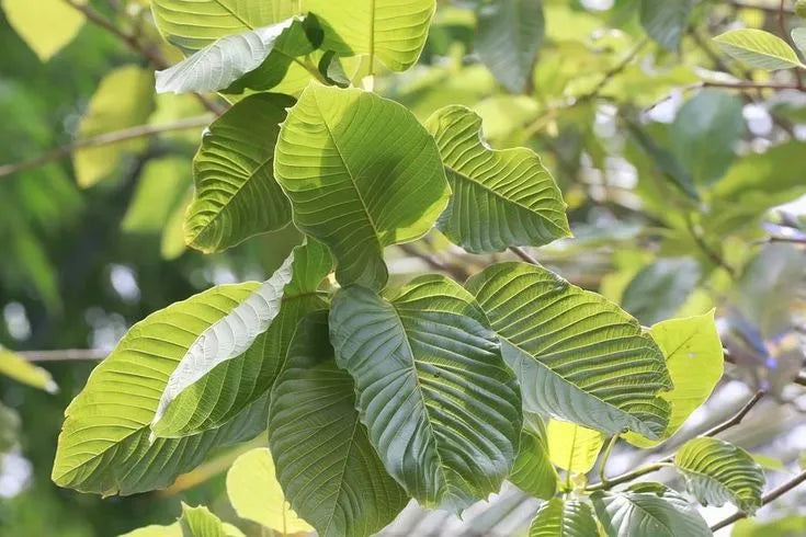 Kratom tree branches with a cluster of vibrant green leaves reaching toward sunlight in a tropical forest.
