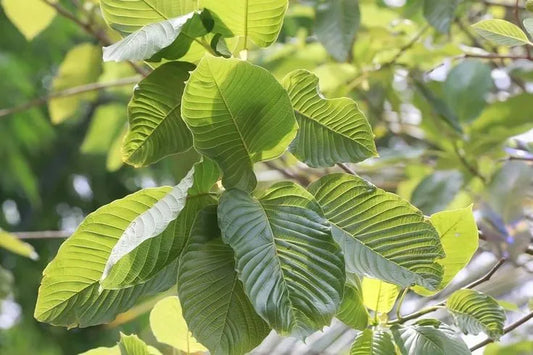 Kratom tree branches with a cluster of vibrant green leaves reaching toward sunlight in a tropical forest.