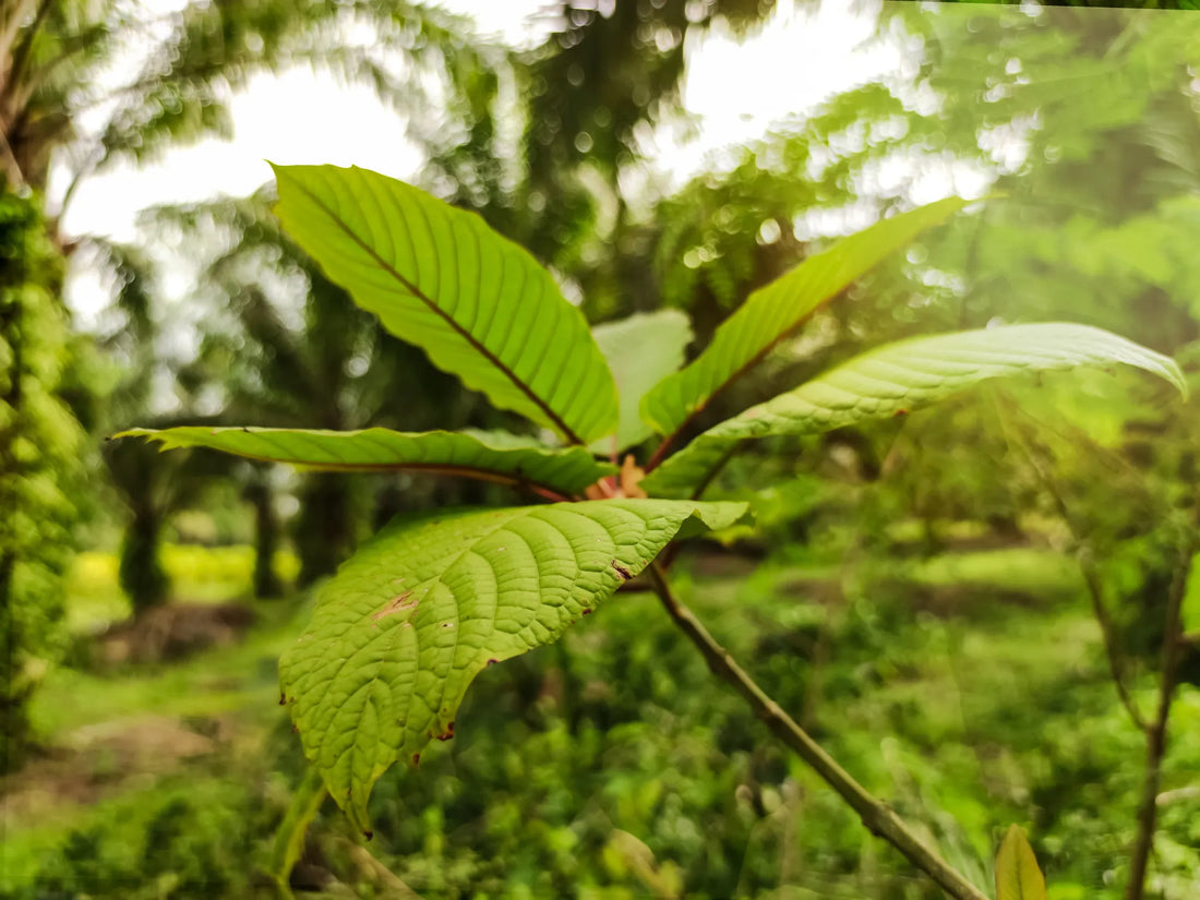 Small kratom plant cutting growing in a sunlit forest clearing, showing vibrant green leaves and soil.