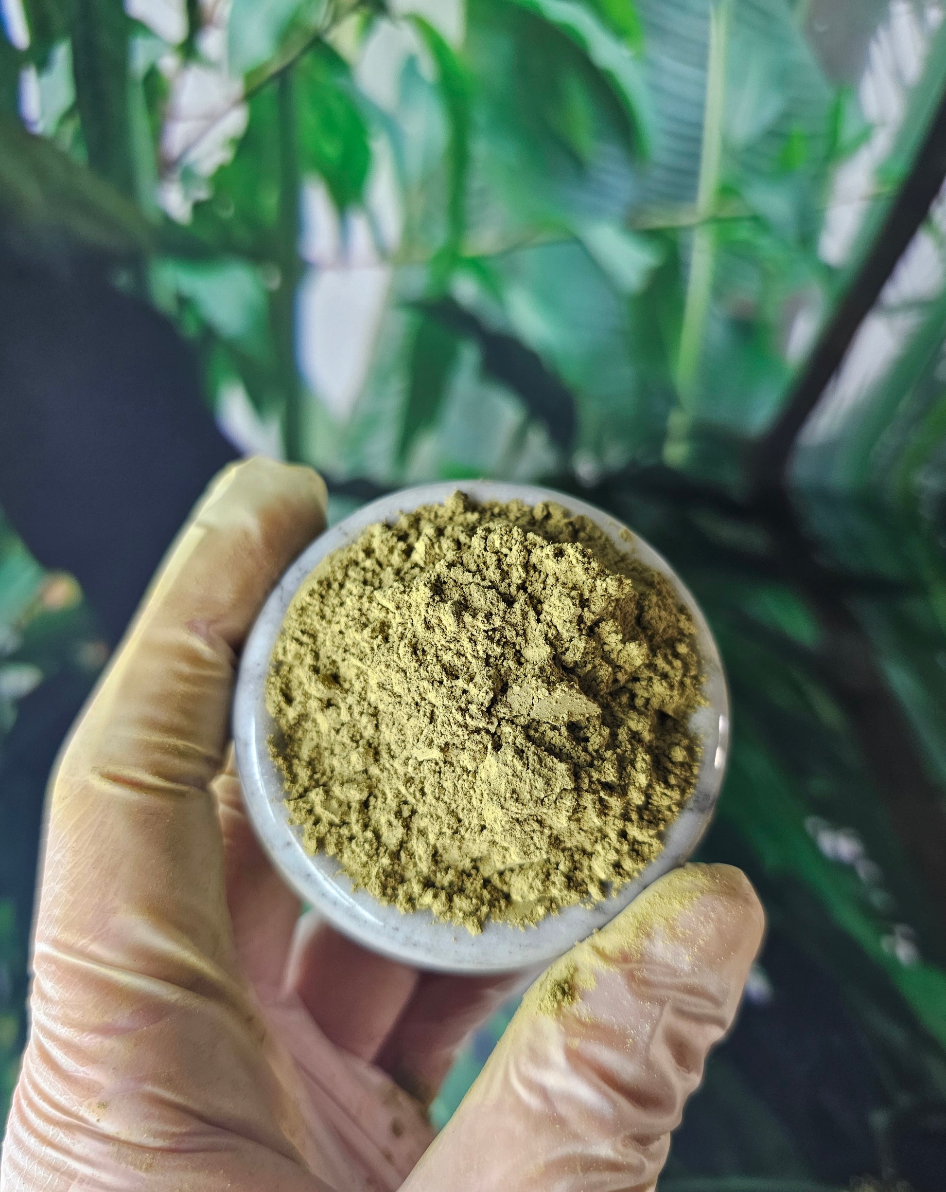Kratom with white color in a marble dish held up to natural light for examination.